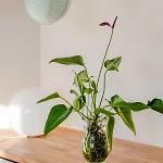 Charming Top-floor